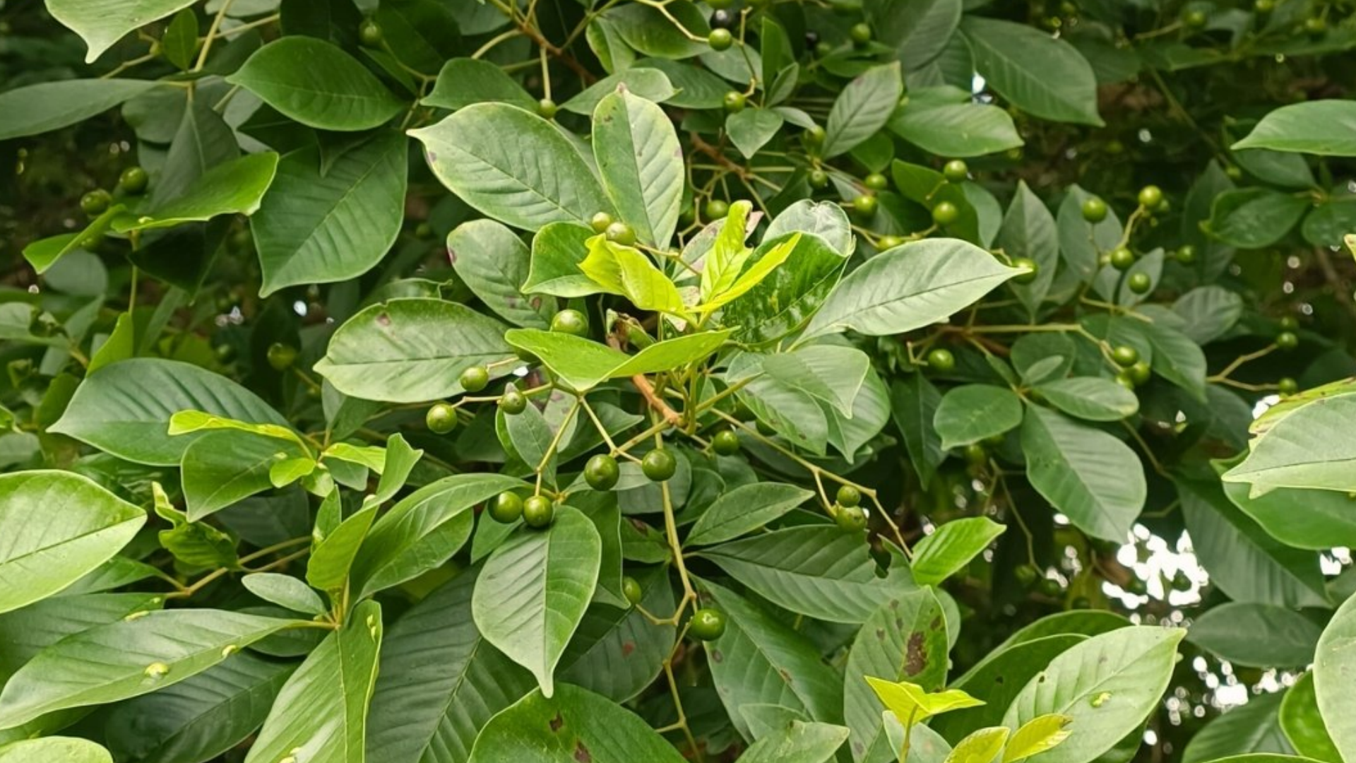 Guarataro